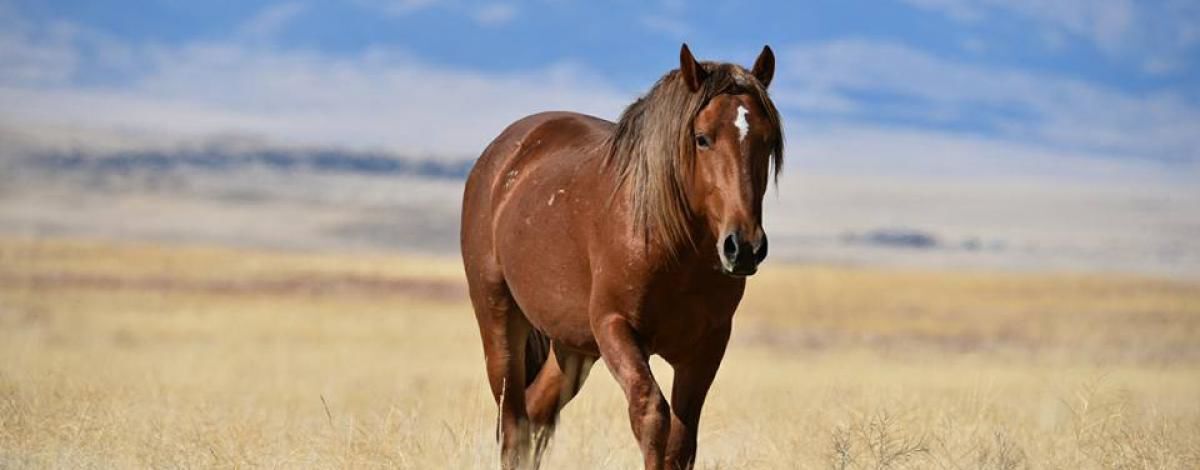 wildhorse_landingpage_education