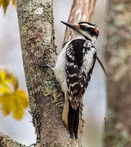hairy woodpecker