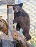 Orphaned bear cub becomes an online star