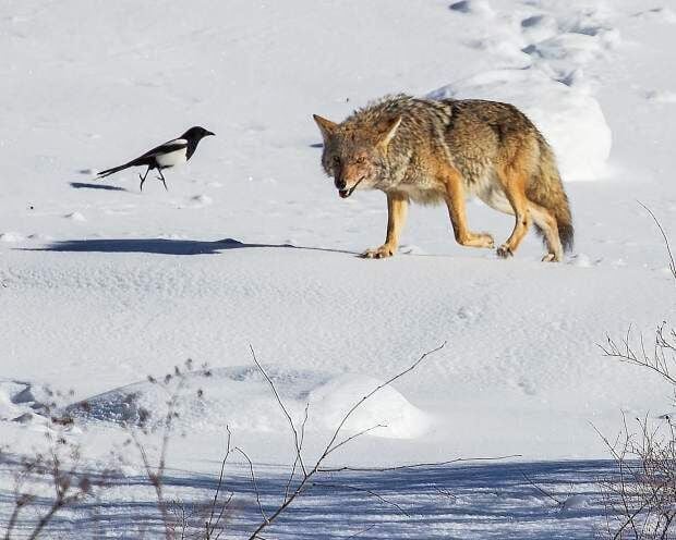 black-billed magpie and coyote