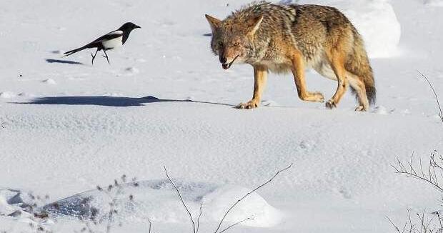 The magpie-coyote connection - Vimarsana News