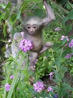 Rare Gibbon baby born at Idaho Falls Zoo