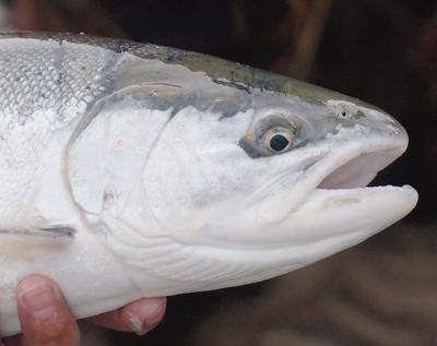 Steelhead