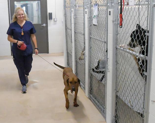 Animal shelters, rescues struggling to keep up with homeless dog