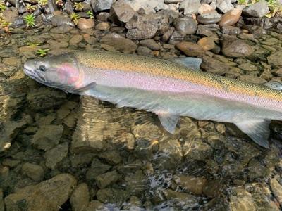 steelhead_-_clearwater_8-16-20.jpg