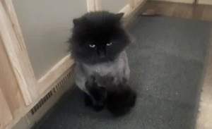 Local family's cat featured in America's Favorite Cat contest