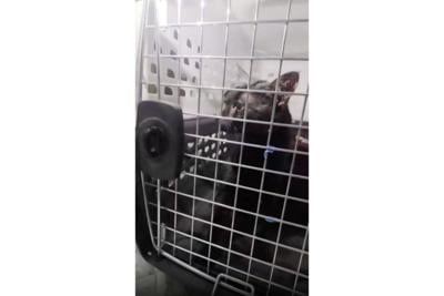 Cat Rescue