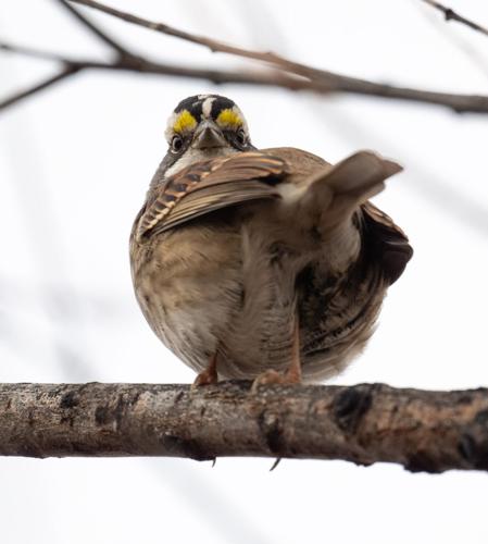 White-throated Sparrow DSC_0311.jpg