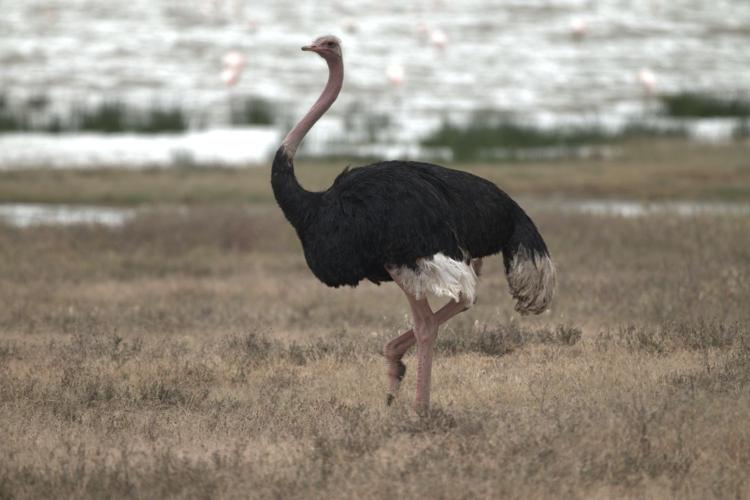 Ostrich