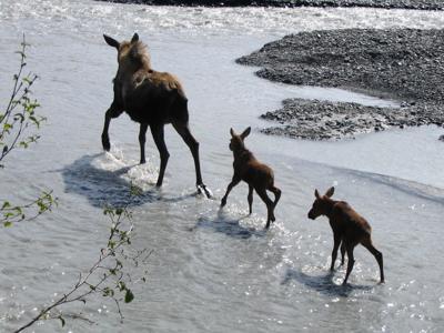 It's baby season in the wild