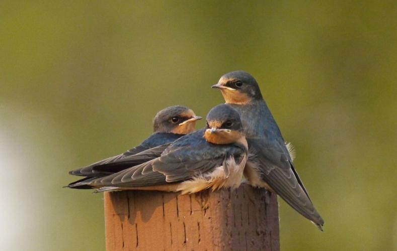 barn swallow immatures by Terry Rich.jpg