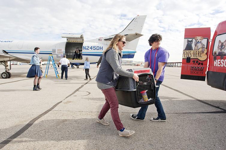 Shelter Dog Airlift