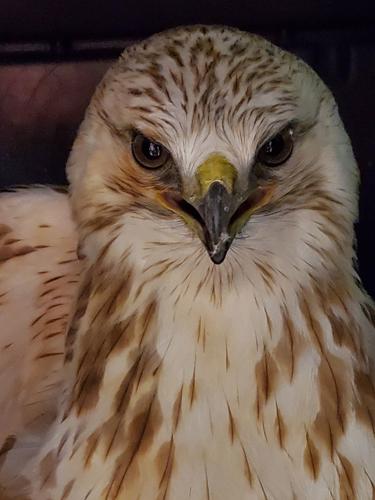 hawk