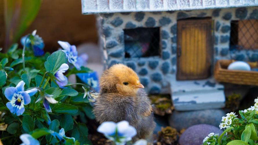 Chick