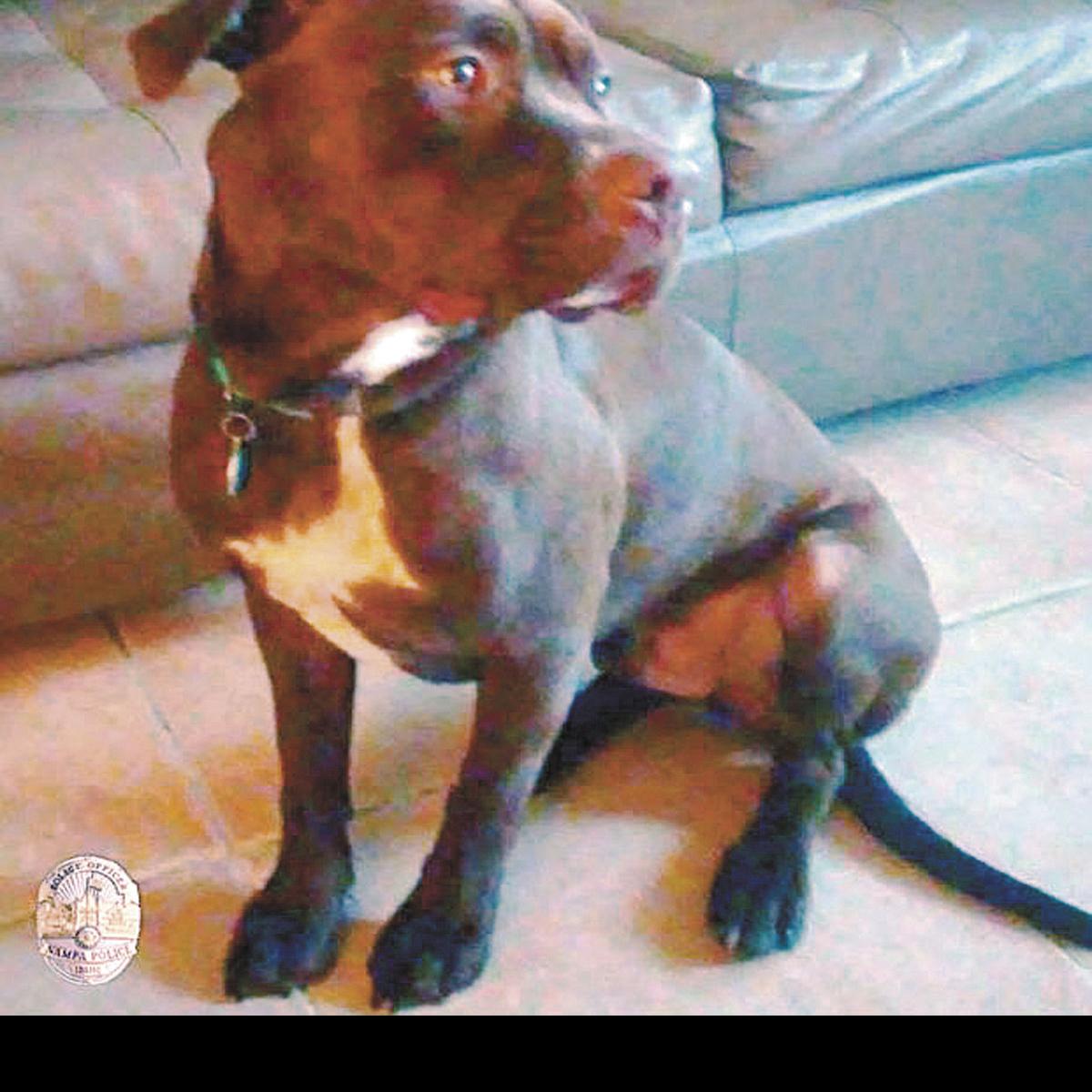 pit bull fatally shot in owners yard