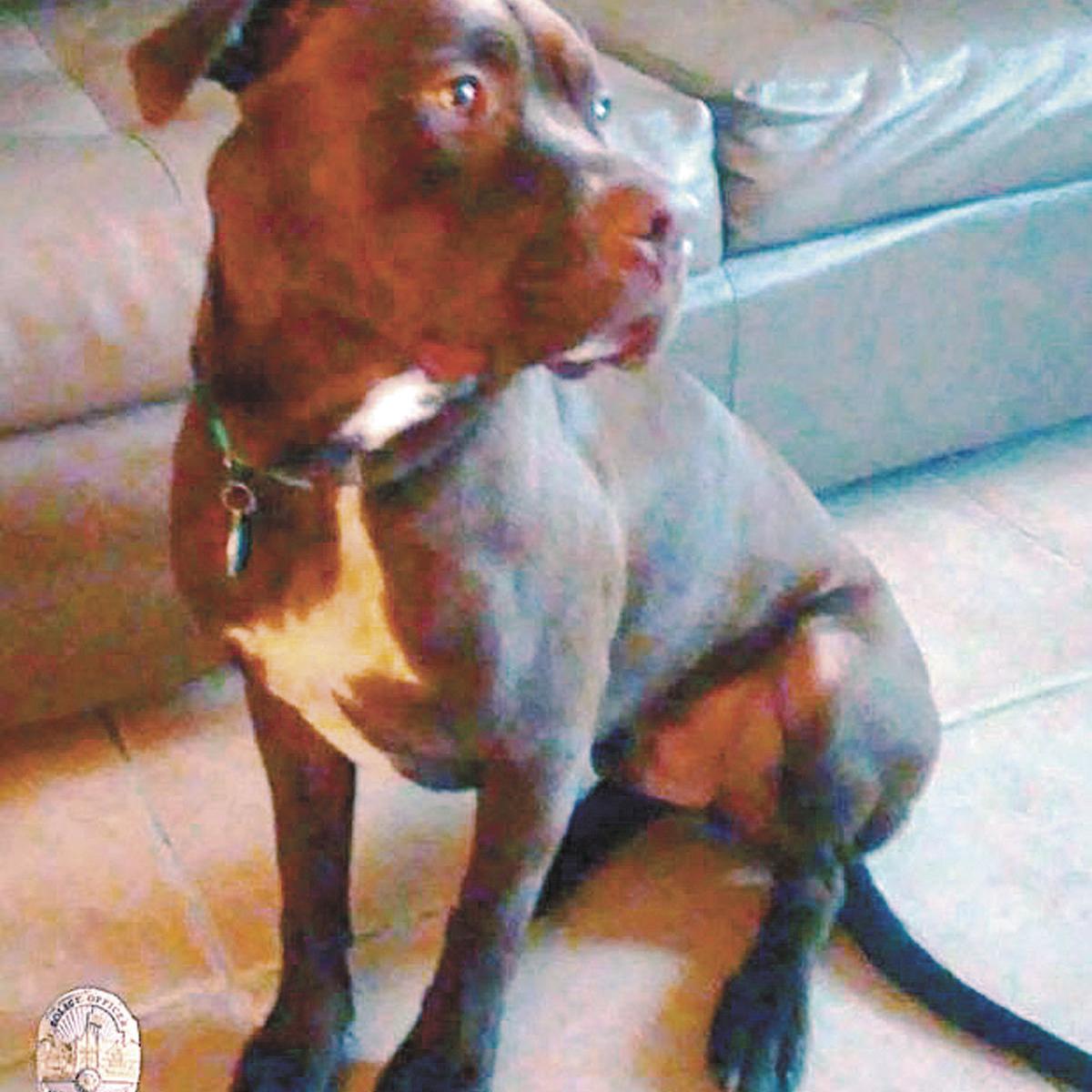 pit bull fatally shot in owners yard