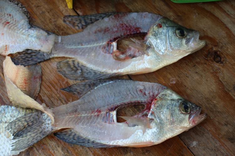 fillet fish