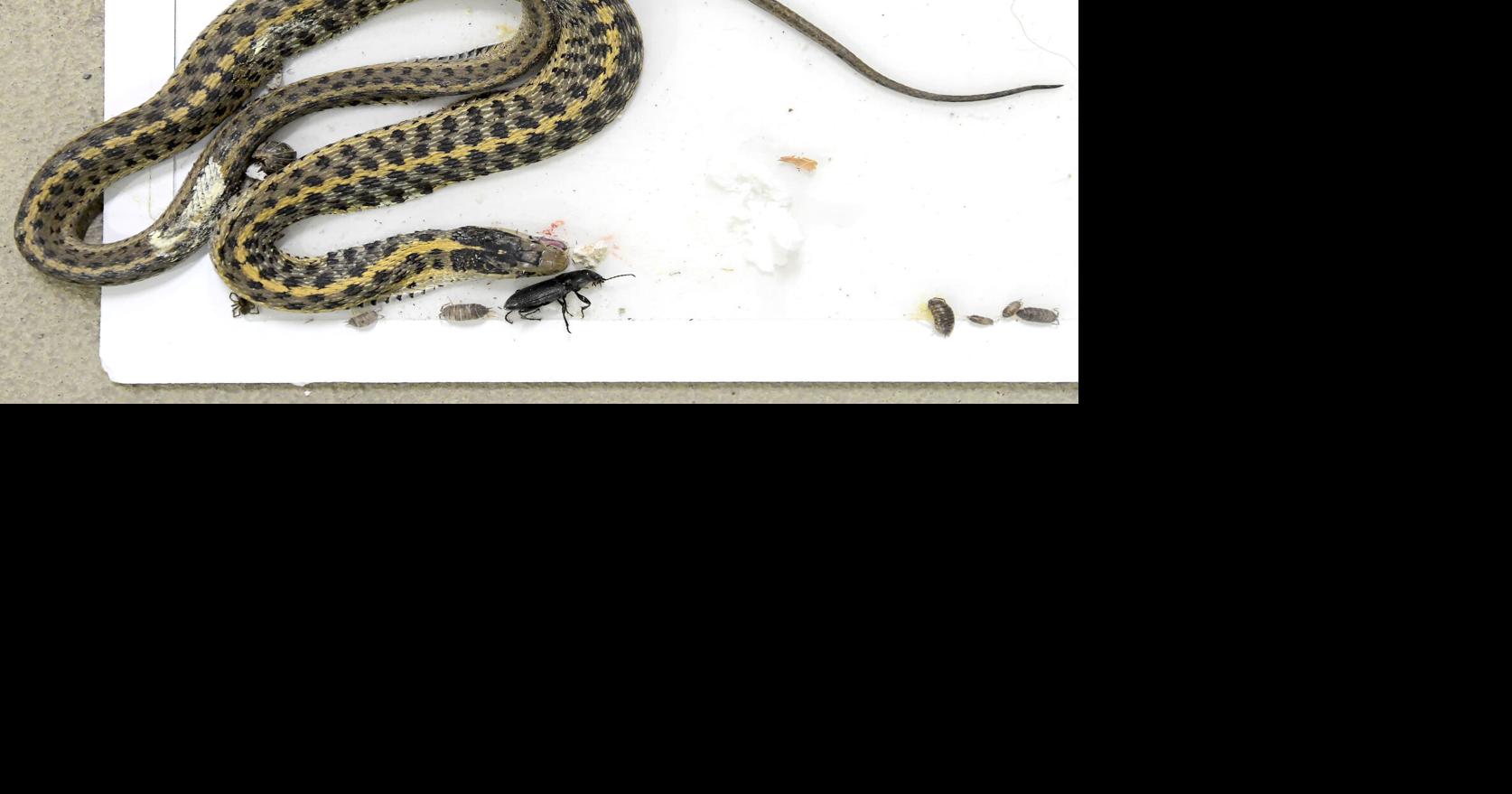 CIVIL SERPENTS: Election building near Idaho-Utah border infested by ...