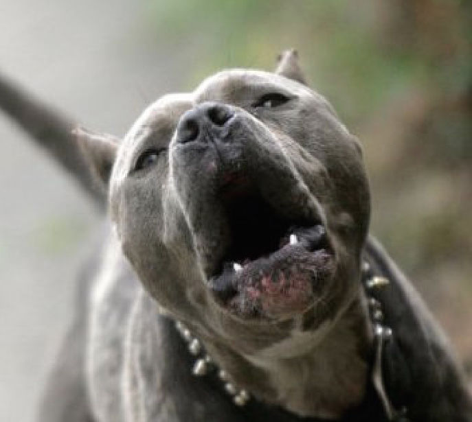 Police: Labrador retriever owner shoots one of two pit bulls attacking ...