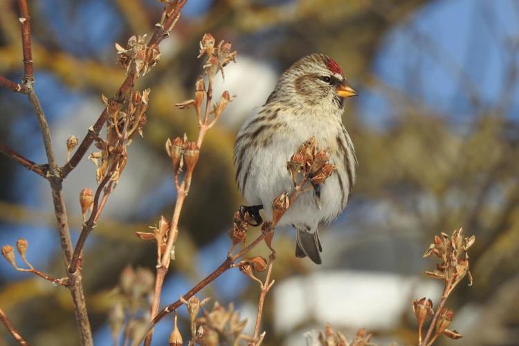 Common redpoll by Mary Miller Rumple.jpg