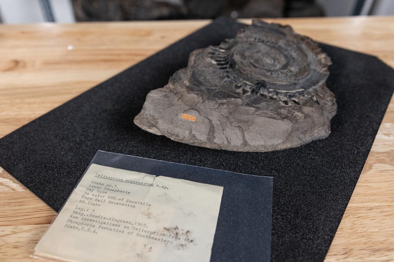 Helicoprion fossil - Idaho Museum of Natural History