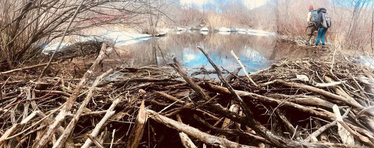 BeaverCount 2