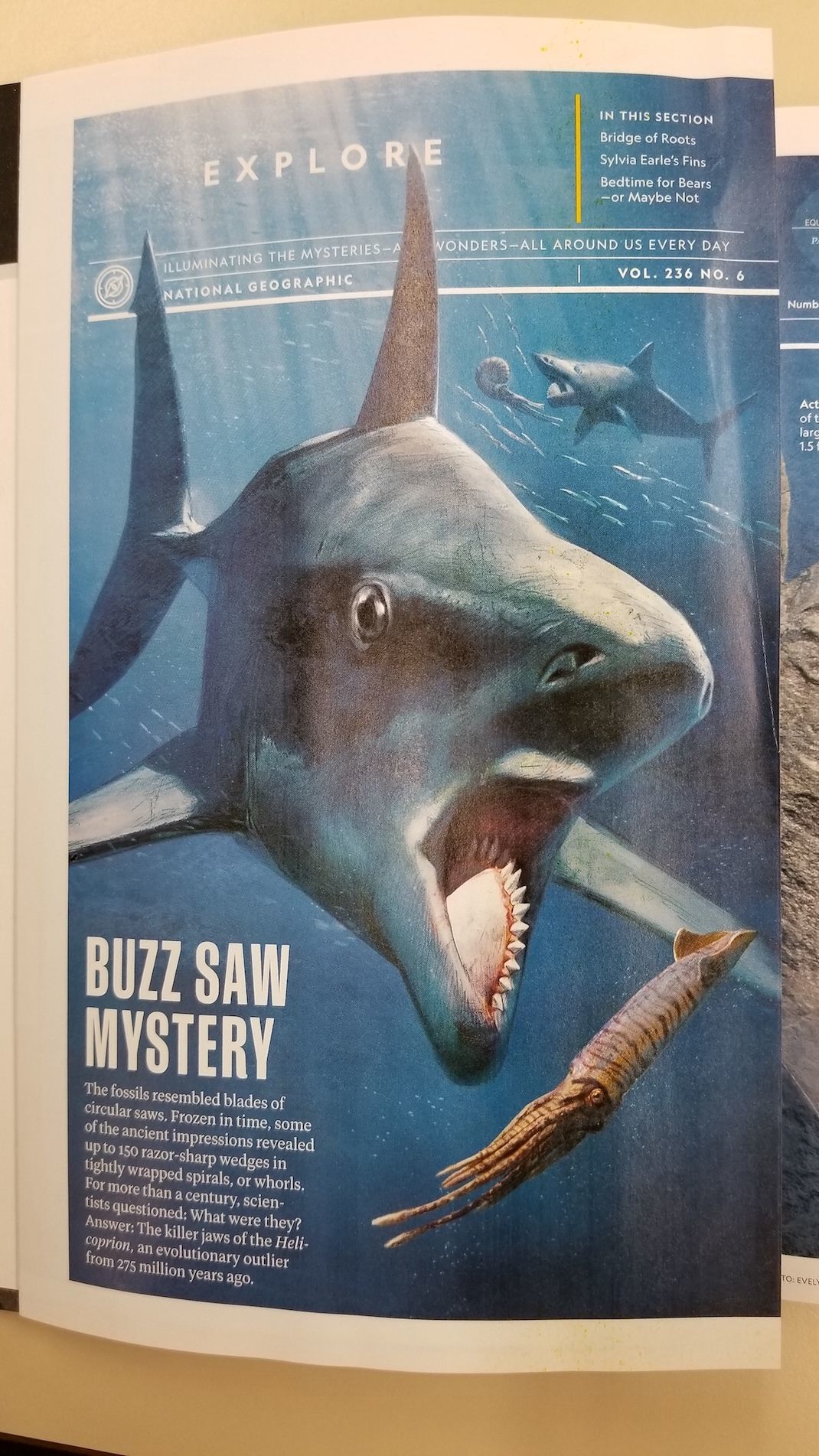 Idaho Museum Of Natural History S Buzzsaw Sharks Featured In December National Geographic Magazine Community Idahostatejournal Com