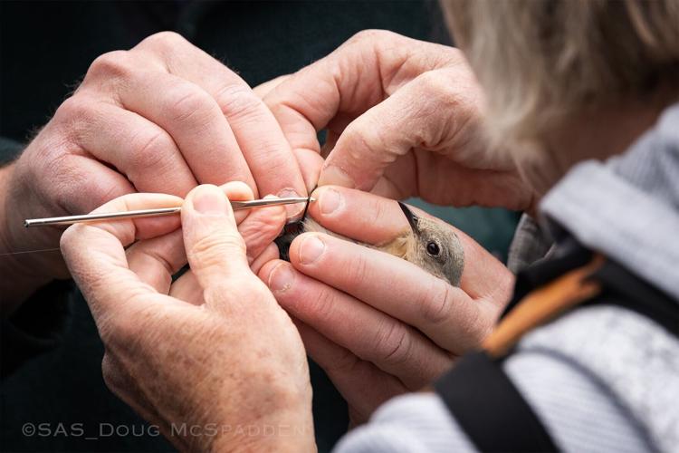 Motus tag harness on a female mountain bluebird