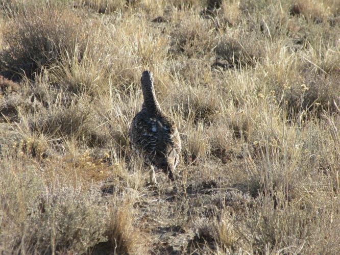 Sage grouse habitat