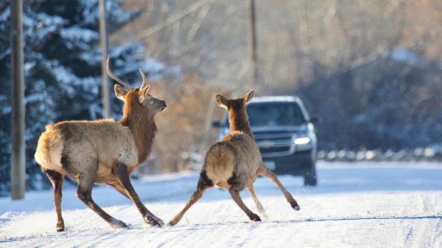 Wildlife crossing