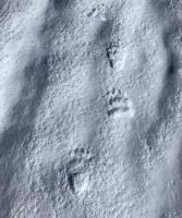 tracks