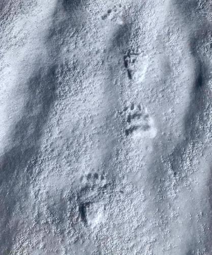 tracks