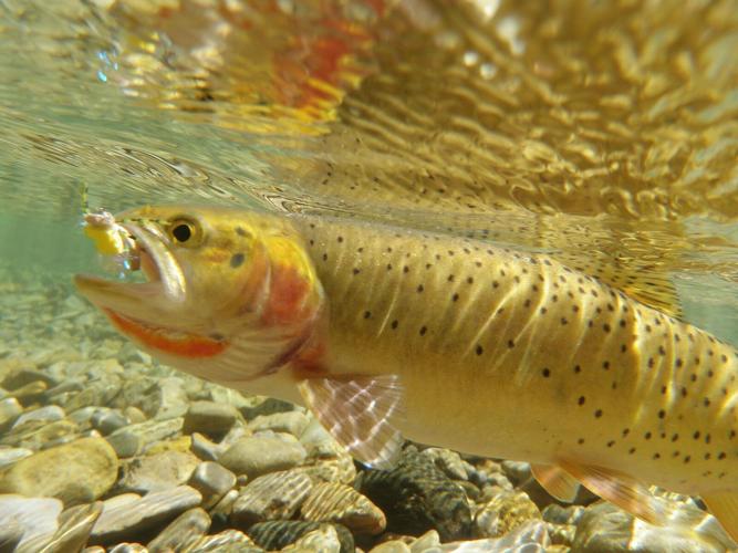 Cutthroat trout