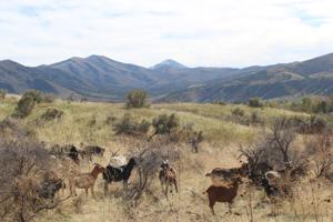 Goats deployed at Pocatello preserve to fight invasive cheatgrass