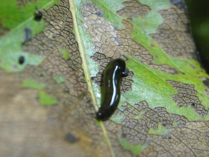 Pear slug