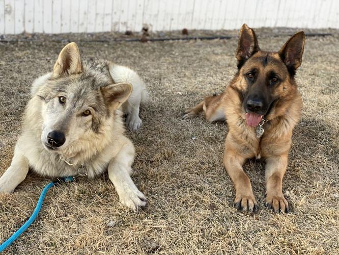 Thor with one of Brandi DeCosta's German shepherds.