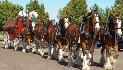 Anheuser-Busch Budweiser Clydesdales