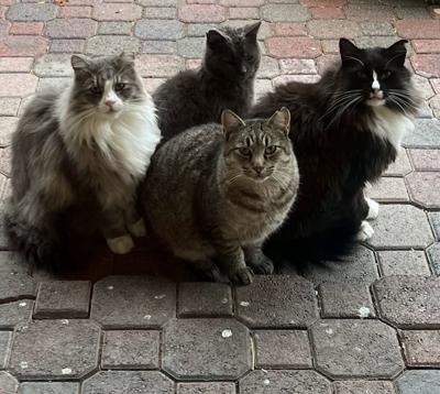 Feral cats