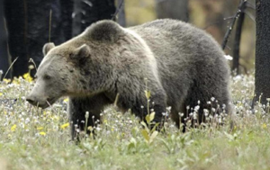 Authorities: A father's split-second decision to open fire saves him and his young son from charging grizzly near Ashton
