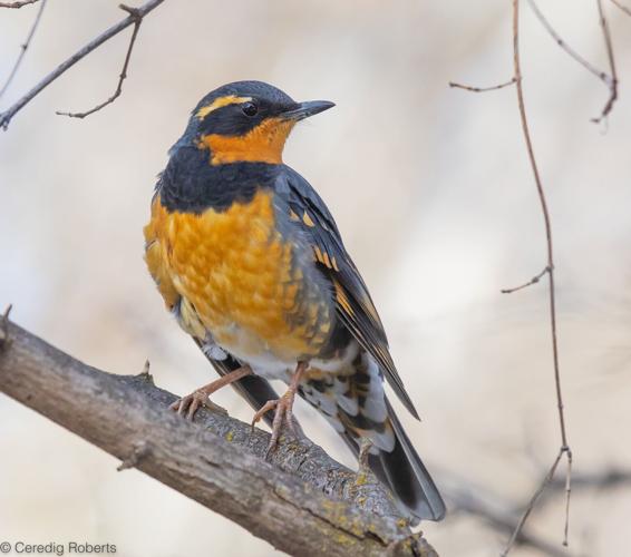 varied thrush by Ceredig Roberts.jpg