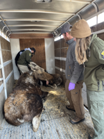 Idaho Fish and Game personnel relocate cow moose and calf after tranquilizing them in local neighborhood