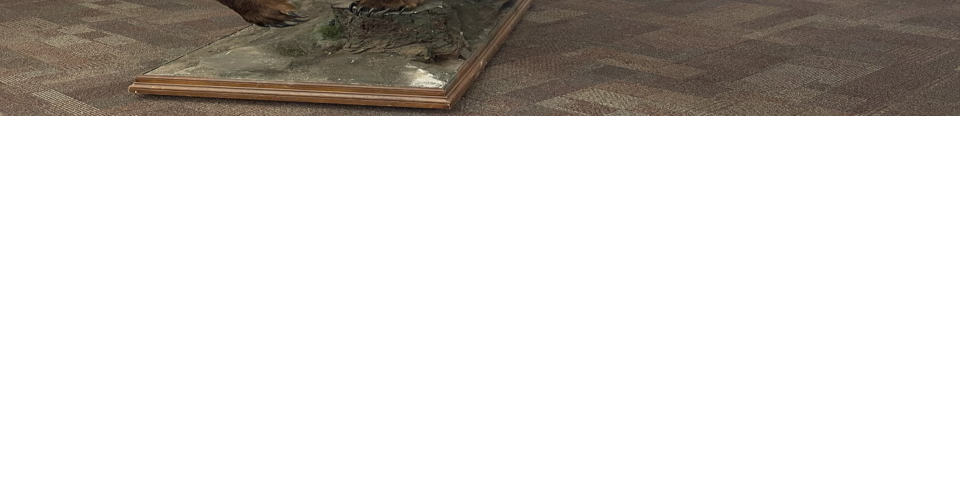 Portneuf District Library hosts 'Sensory Safari' exhibit Community