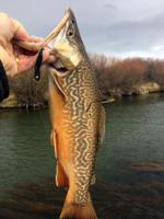 New invasive species of trout found in the Teton River