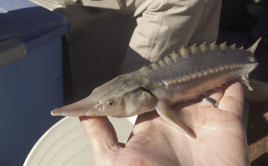 plush sturgeon