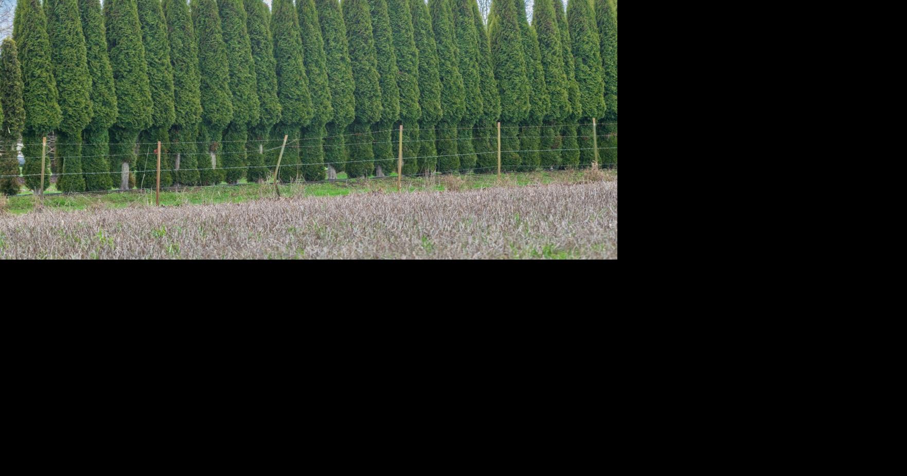 Ask a Master Gardener: Deer-resistant landscaping | Northwest ...