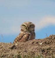 Just for the birds: The Owls of Idaho — Part III