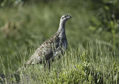 Sage Grouse Conservation