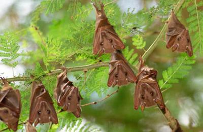 Bats