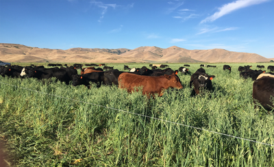 Heifers