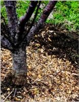 Learn to Love the Leaves
